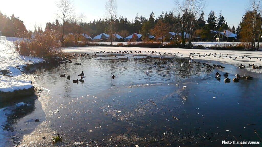 Boundary Park frozen lake with birds in Surrey British Columbia Canada winter landscape
