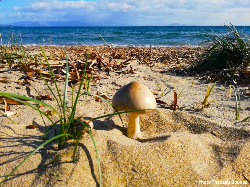 Small mushroom growing on a sandy beach in Greece with sea and grass in the background