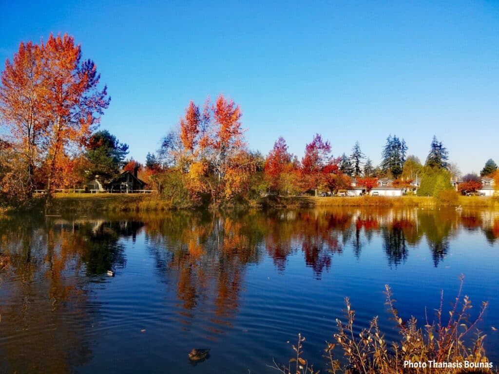 Cougar Creek Park Surrey lake with autumn colors and tree reflections
