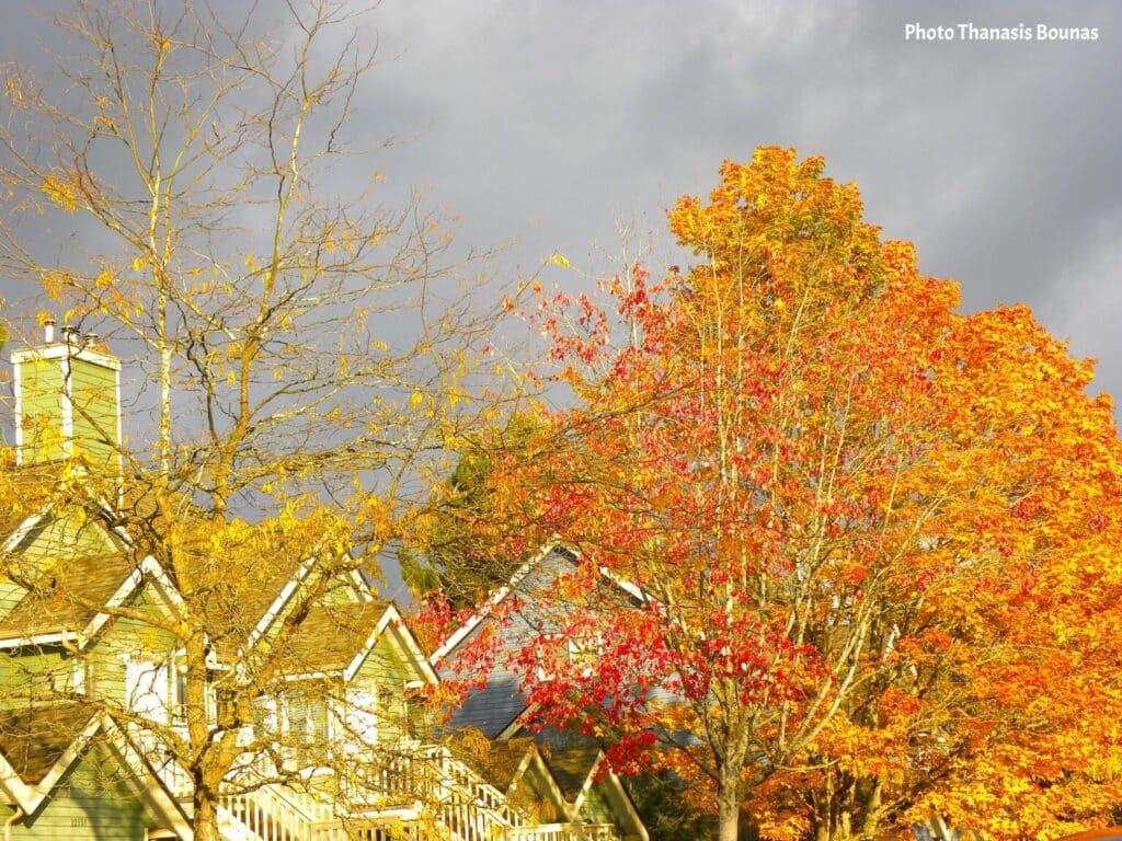 Colorful autumn trees and residential houses in Vancouver British Columbia Canada during fall season
