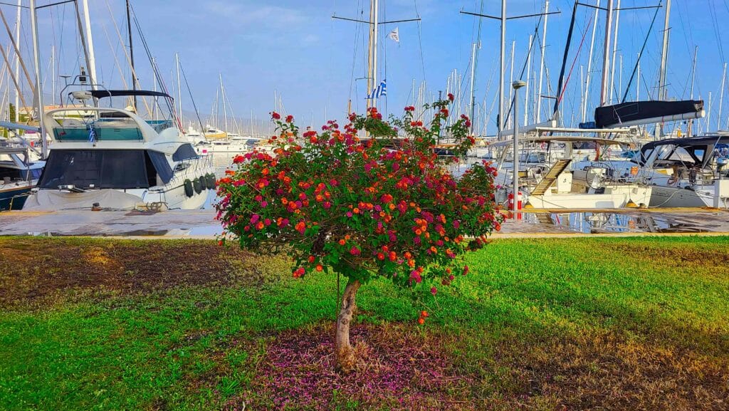 Small flowering tree in marina with sailboats symbolizing psychological shelter in sailing