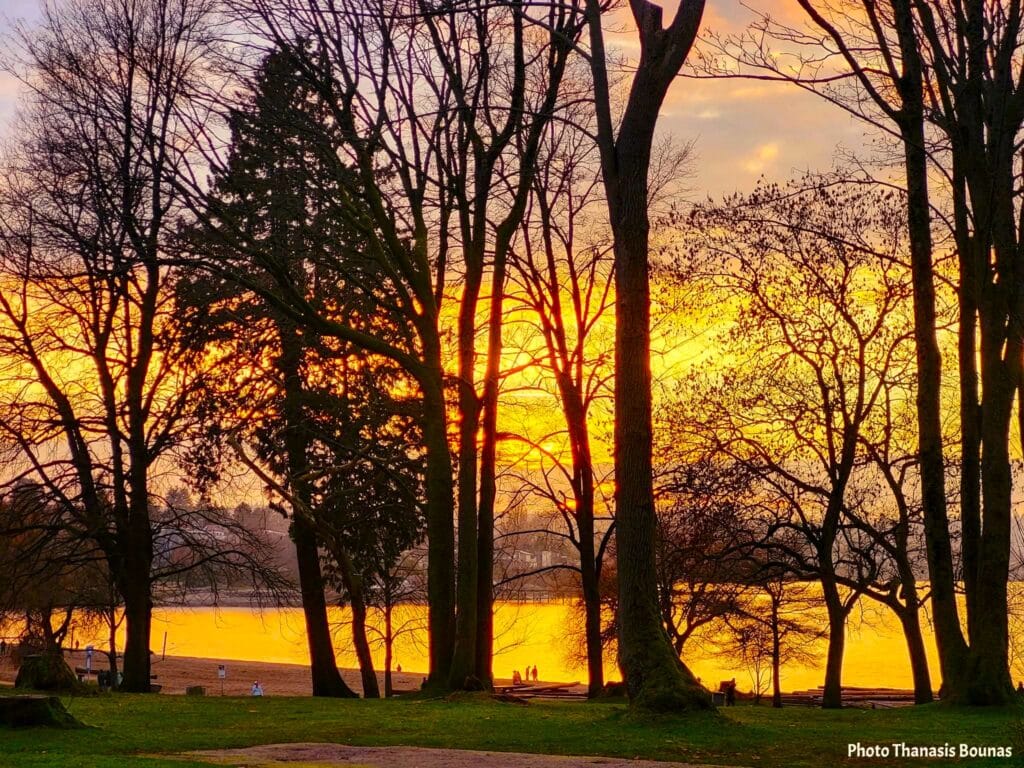 Golden sunset through trees at Kitsilano Beach in Vancouver