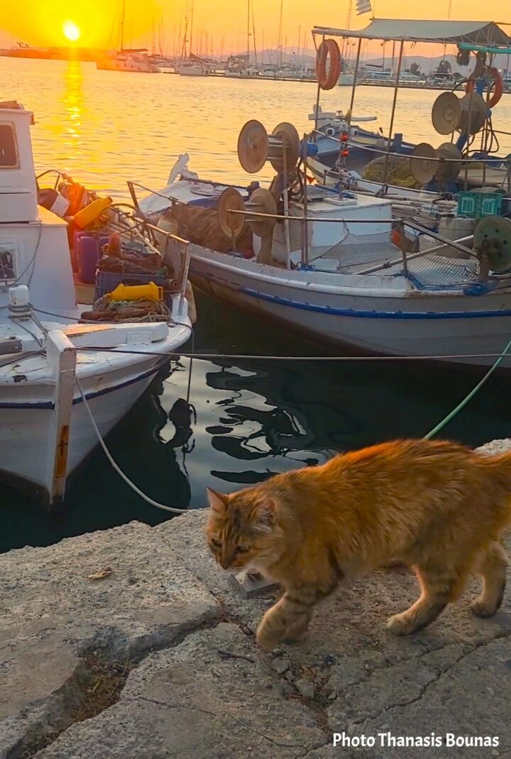 A cat wandering beside a quiet harbor as the sun sets over the Cyclades, Greece. Photo by Thanasis Bounas.